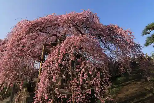 日輪寺の庭園