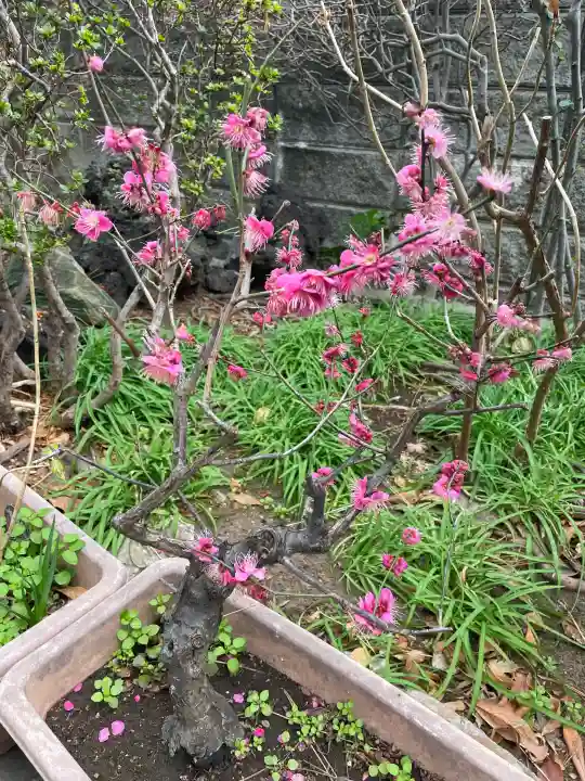 法徳寺の{uncategorized: "未分類", other: "その他", undefined: "問題あり", building: "その他建物", grave: "お墓", sacred_gate: "鳥居", guardian: "狛犬", statue: "像", buddha: "仏像", history: "歴史", nature: "自然", garden: "庭園", animal: "動物", pagoda: "塔", temizu: "手水舎", mountain_gate: "山門・神門", sanctuary: "本殿・本堂", subordinate: "末社・摂社", art: "芸術", scenery: "景色", jizo: "地蔵", ema: "絵馬", goshuin: "御朱印", omikuji: "おみくじ", items: "授与品その他", amulet: "お守り", goshuincho: "御朱印帳", eats: "食事", festival: "お祭り", votive_dance: "神楽", shichigosan: "七五三参", wedding: "結婚式", experience: "体験その他", initially: "初詣", around: "周辺", anti_infection: "感染症対策"}