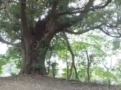 秋葉神社の自然