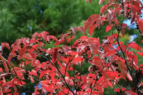 高司神社〜むすびの神の鎮まる社〜の自然