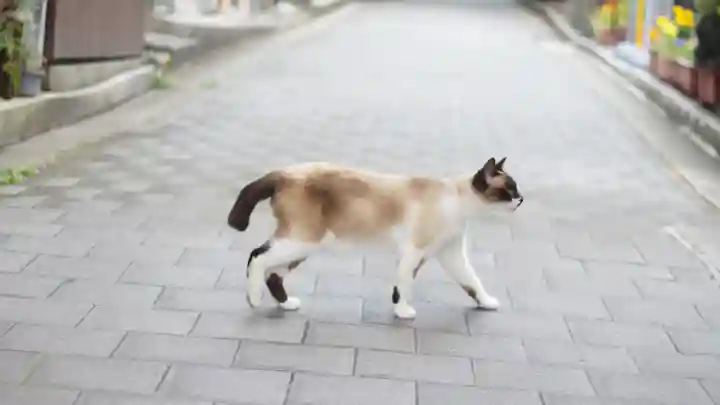 清荒神清澄寺(兵庫県)