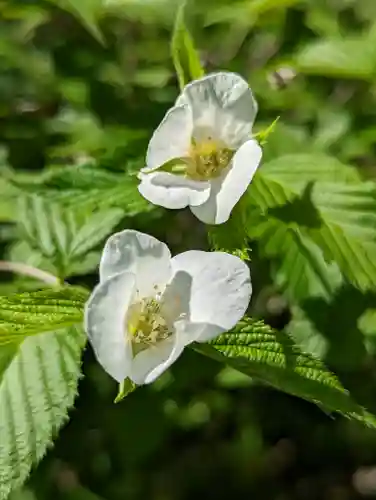 松尾大社(京都府)