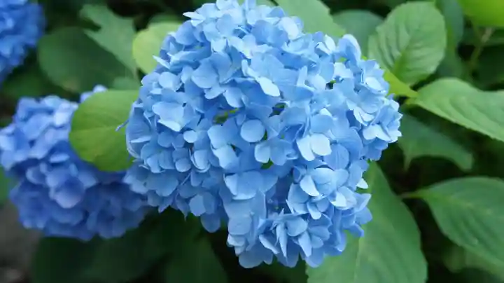 楽法寺(雨引観音)(茨城県)