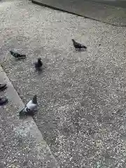 今市報徳二宮神社の動物