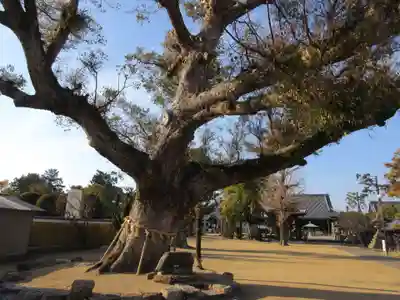 金倉寺(香川県)