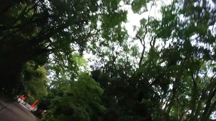 賀茂御祖神社(下鴨神社)の自然