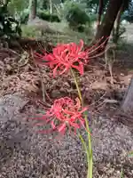 沙沙貴神社の自然