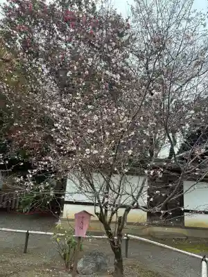 平野神社の{uncategorized: "未分類", other: "その他", undefined: "問題あり", building: "その他建物", grave: "お墓", sacred_gate: "鳥居", guardian: "狛犬", statue: "像", buddha: "仏像", history: "歴史", nature: "自然", garden: "庭園", animal: "動物", pagoda: "塔", temizu: "手水舎", mountain_gate: "山門・神門", sanctuary: "本殿・本堂", subordinate: "末社・摂社", art: "芸術", scenery: "景色", jizo: "地蔵", ema: "絵馬", goshuin: "御朱印", omikuji: "おみくじ", items: "授与品その他", amulet: "お守り", goshuincho: "御朱印帳", eats: "食事", festival: "お祭り", votive_dance: "神楽", shichigosan: "七五三参", wedding: "結婚式", experience: "体験その他", initially: "初詣", around: "周辺", anti_infection: "感染症対策"}