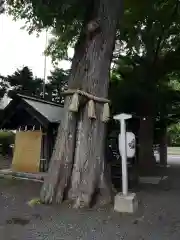 札幌諏訪神社の自然