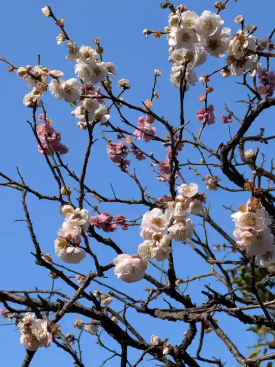 布多天神社(東京都)