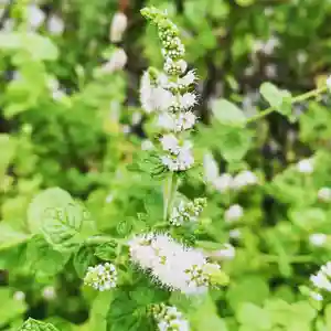 豊景神社の自然(2020年08月24日(月) 05時52分15秒投稿)