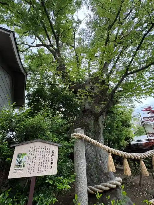 溝口神社の{uncategorized: "未分類", other: "その他", undefined: "問題あり", building: "その他建物", grave: "お墓", sacred_gate: "鳥居", guardian: "狛犬", statue: "像", buddha: "仏像", history: "歴史", nature: "自然", garden: "庭園", animal: "動物", pagoda: "塔", temizu: "手水舎", mountain_gate: "山門・神門", sanctuary: "本殿・本堂", subordinate: "末社・摂社", art: "芸術", scenery: "景色", jizo: "地蔵", ema: "絵馬", goshuin: "御朱印", omikuji: "おみくじ", items: "授与品その他", amulet: "お守り", goshuincho: "御朱印帳", eats: "食事", festival: "お祭り", votive_dance: "神楽", shichigosan: "七五三参", wedding: "結婚式", experience: "体験その他", initially: "初詣", around: "周辺", anti_infection: "感染症対策"}