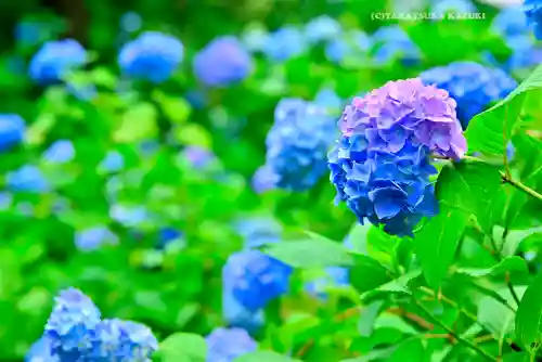 明月院(神奈川県)