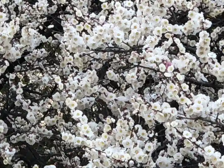 熱田神宮の自然