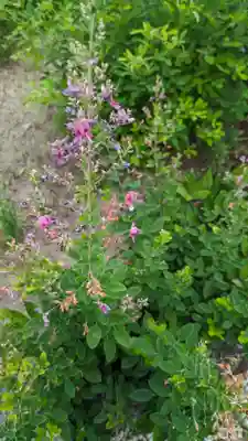 常林寺(京都府)