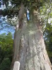 室生龍穴神社の自然