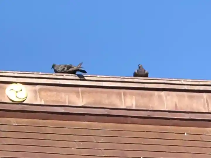 舞子六神社/まいこむの宮の動物