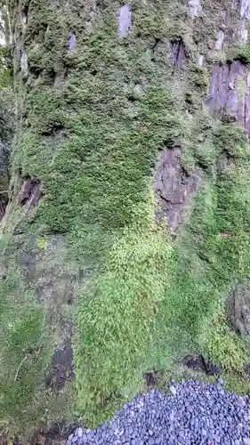 瀧原宮(皇大神宮別宮)の自然