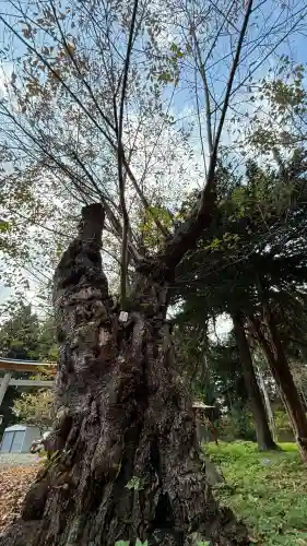 矢不来天満宮(北海道)