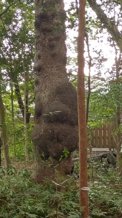 伊雜宮(皇大神宮別宮)(三重県)