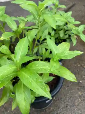 總社 和田八幡宮の芸術