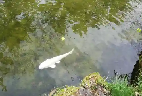 北海道護國神社の動物
