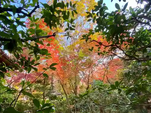 善法律寺の自然