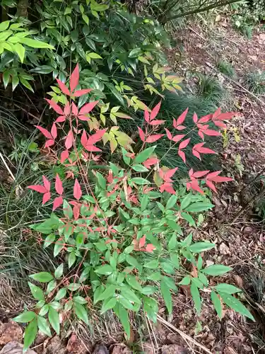 大宮温泉神社の自然