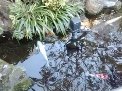 東光寺別院桜ヶ池不動院(東京都)