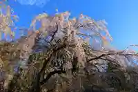 真照寺(福島県)