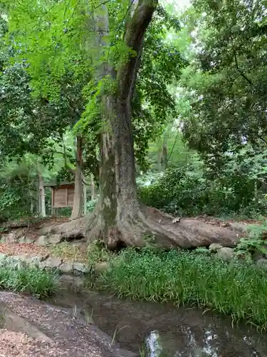 賀茂御祖神社（下鴨神社）の自然