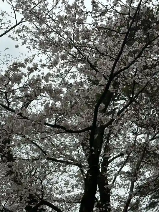武蔵一宮氷川神社の{uncategorized: "未分類", other: "その他", undefined: "問題あり", building: "その他建物", grave: "お墓", sacred_gate: "鳥居", guardian: "狛犬", statue: "像", buddha: "仏像", history: "歴史", nature: "自然", garden: "庭園", animal: "動物", pagoda: "塔", temizu: "手水舎", mountain_gate: "山門・神門", sanctuary: "本殿・本堂", subordinate: "末社・摂社", art: "芸術", scenery: "景色", jizo: "地蔵", ema: "絵馬", goshuin: "御朱印", omikuji: "おみくじ", items: "授与品その他", amulet: "お守り", goshuincho: "御朱印帳", eats: "食事", festival: "お祭り", votive_dance: "神楽", shichigosan: "七五三参", wedding: "結婚式", experience: "体験その他", initially: "初詣", around: "周辺", anti_infection: "感染症対策"}