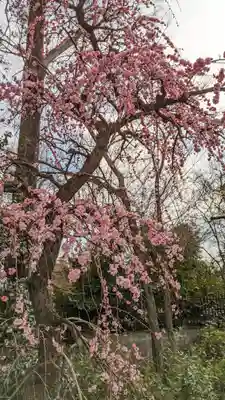 北野天満宮(京都府)