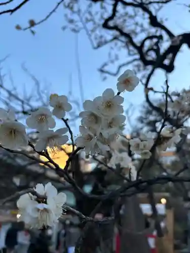 湯島天満宮の自然