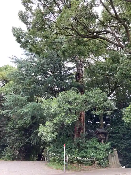 曾屋神社の自然