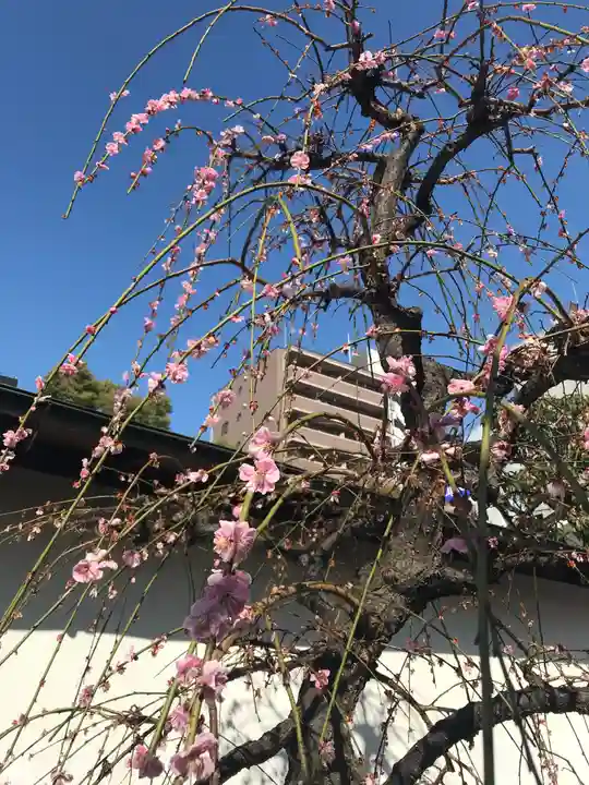 大阪天満宮の自然