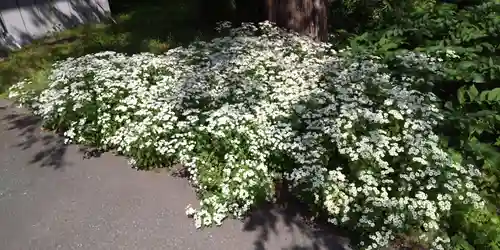 眞久寺の自然