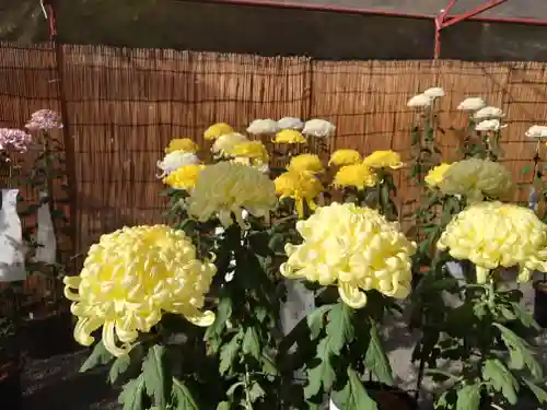 秩父神社(埼玉県)