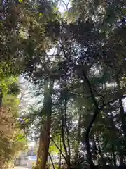 鷲宮神社(埼玉県)