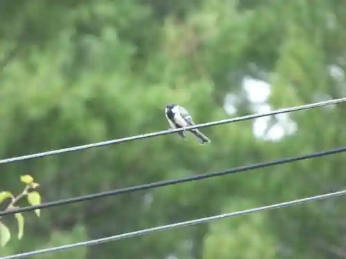 留辺蘂神社の動物