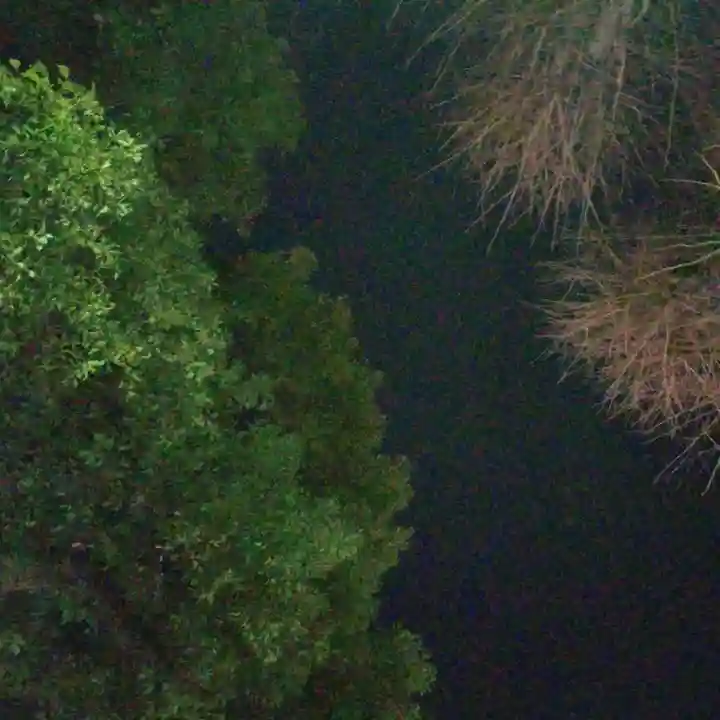 須賀神社の自然