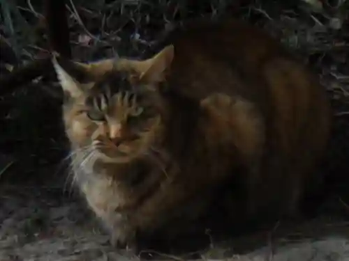 松原神社の動物