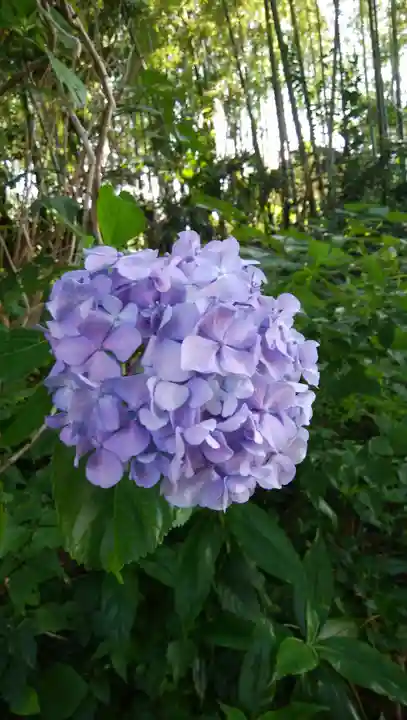 舊城寺(旧城寺)の自然