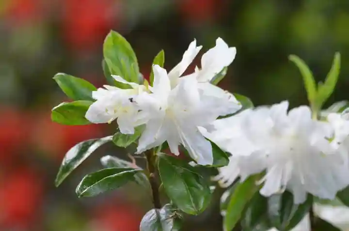 塩船観音寺(東京都)