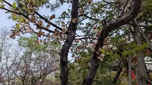 彌彦神社　(伊夜日子神社)の自然
