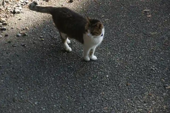 唐澤山神社の動物