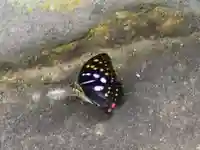 国宝 大法寺の動物