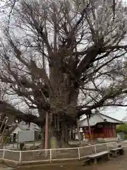 千葉寺(千葉県)