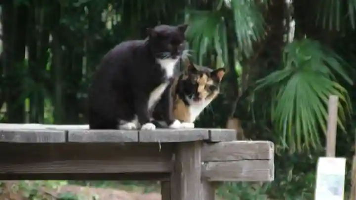 白根神社の動物