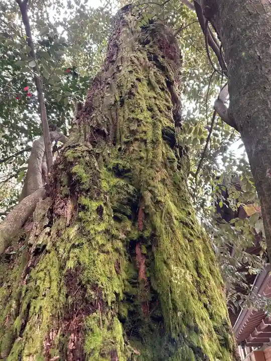 椿大神社の{uncategorized: "未分類", other: "その他", undefined: "問題あり", building: "その他建物", grave: "お墓", sacred_gate: "鳥居", guardian: "狛犬", statue: "像", buddha: "仏像", history: "歴史", nature: "自然", garden: "庭園", animal: "動物", pagoda: "塔", temizu: "手水舎", mountain_gate: "山門・神門", sanctuary: "本殿・本堂", subordinate: "末社・摂社", art: "芸術", scenery: "景色", jizo: "地蔵", ema: "絵馬", goshuin: "御朱印", omikuji: "おみくじ", items: "授与品その他", amulet: "お守り", goshuincho: "御朱印帳", eats: "食事", festival: "お祭り", votive_dance: "神楽", shichigosan: "七五三参", wedding: "結婚式", experience: "体験その他", initially: "初詣", around: "周辺", anti_infection: "感染症対策"}